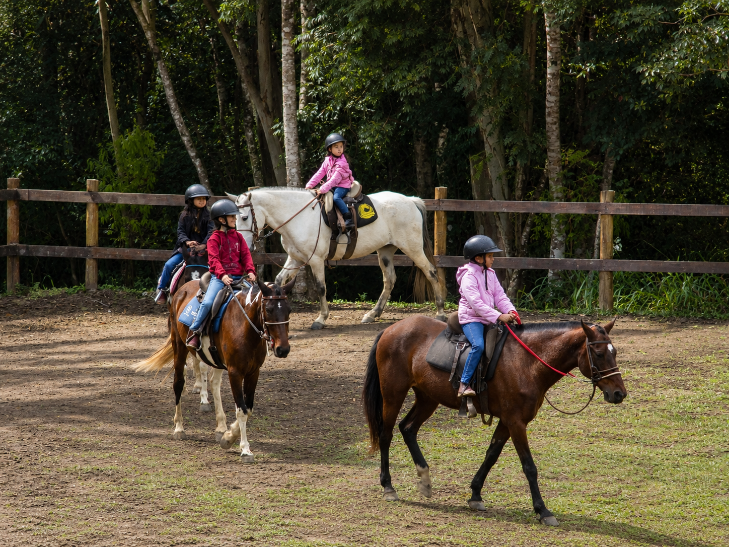 Cavalo elegante no Haras Porto Nobre