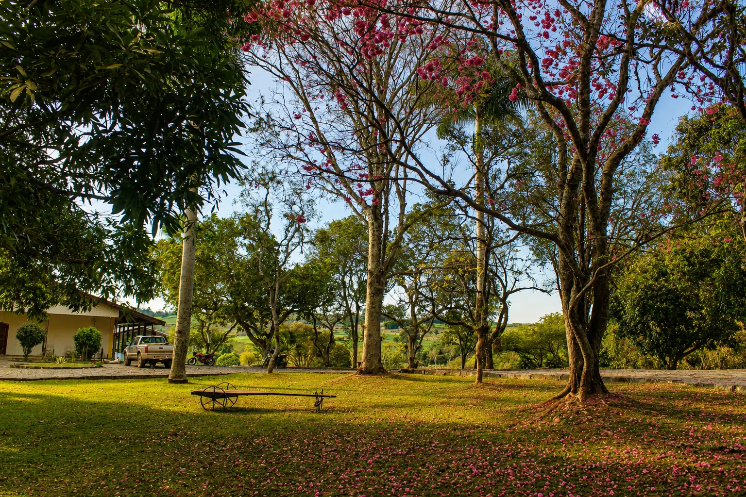 Ipê florido no gramado do haras